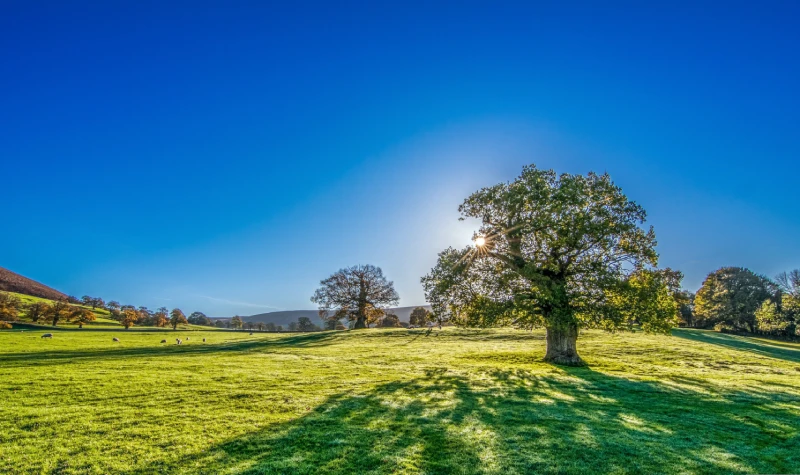 A sunlit landscape featuring a solitary tree in a green field with scattered sheep and distant hills under a clear blue sky.