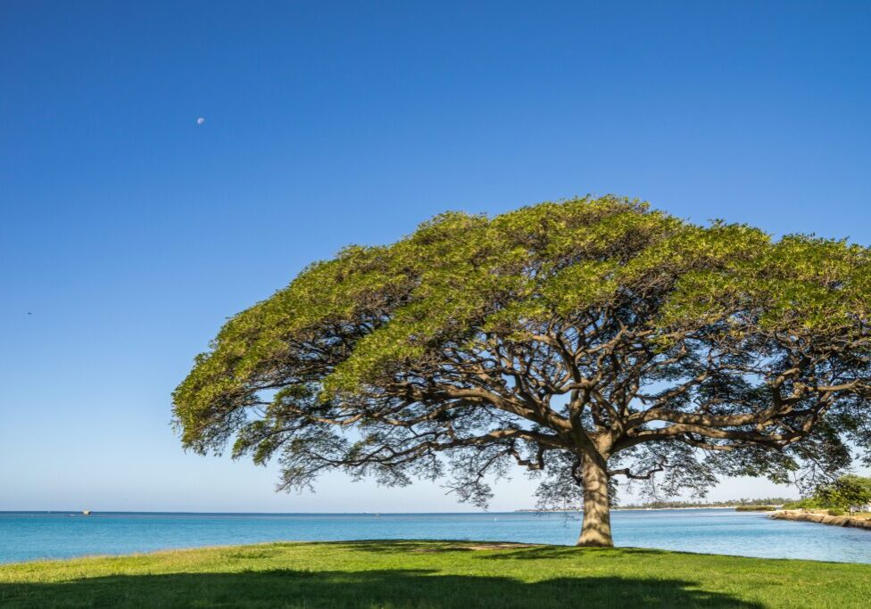 Large tree with wide canopy on a grassy coastline, blue sky and distant ocean view.