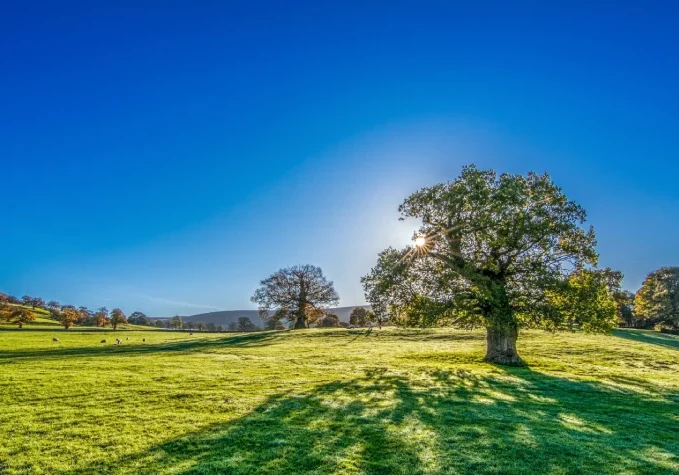 A sunlit landscape featuring a solitary tree in a green field with scattered sheep and distant hills under a clear blue sky.